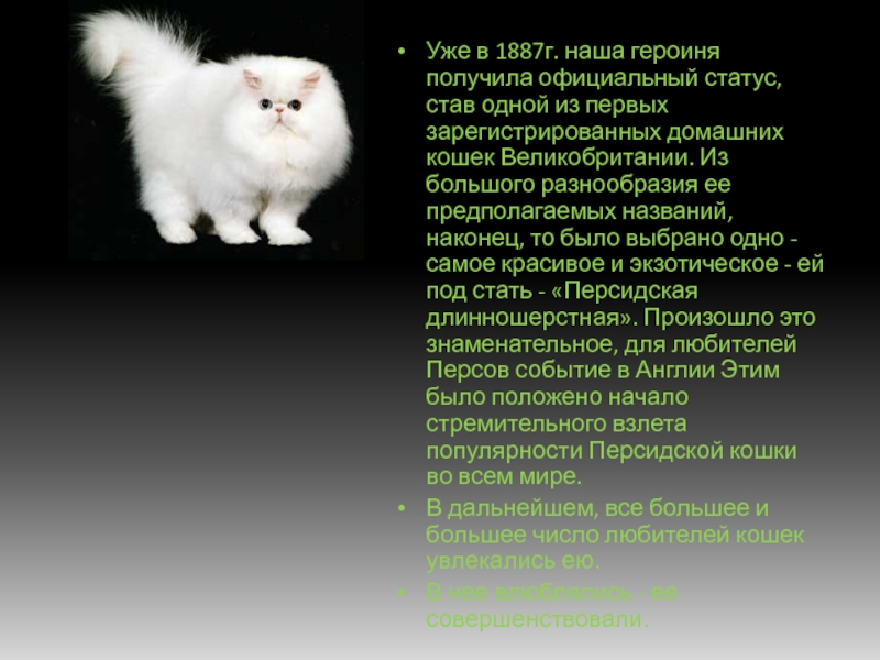 Как ухаживать за персидским. Персидская кошка презентация. Доклад о персидской кошке. Презентация о кошках Персидская кошка. Персидская кошка характер и поведение.