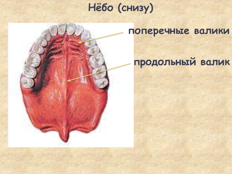 Небо фото анатомия