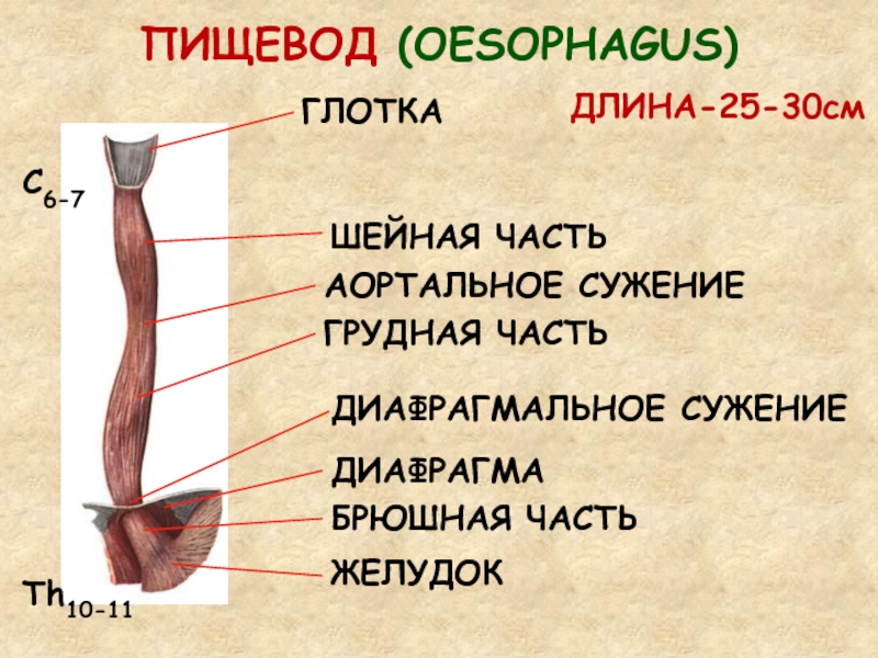 Схема пищевода человека