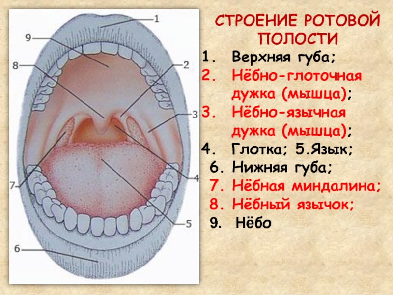 Строение ротовой полости схема