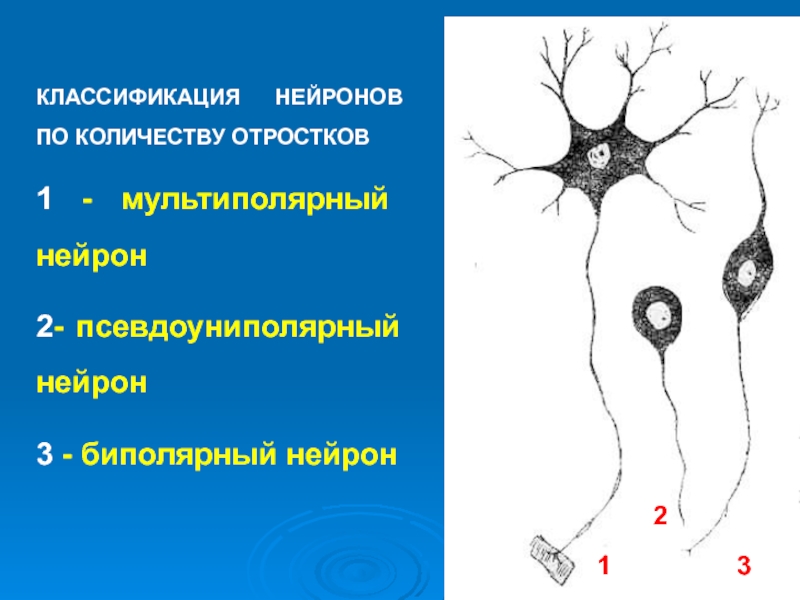 Псевдоуниполярный нейрон обозначен на рисунке