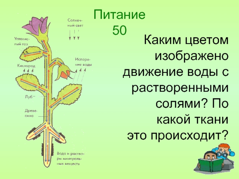Как называется процесс жизнедеятельности растений 6 класс. Процессы жизнедеятельности растений. Схема жизнедеятельности растений. Движение воды по растению. Виды жизнедеятельности растений.