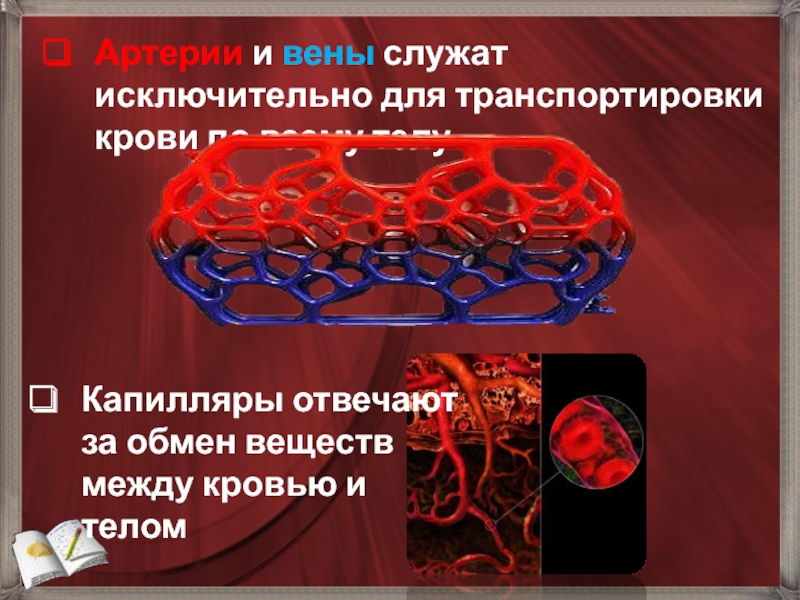 Участвует в самопереваривание клетки транспортирует вещества. Вещества, которые кровь транспортируют внутри организма. Вены транспортируют кровь. Транспорт крови. Транспортировка крови.