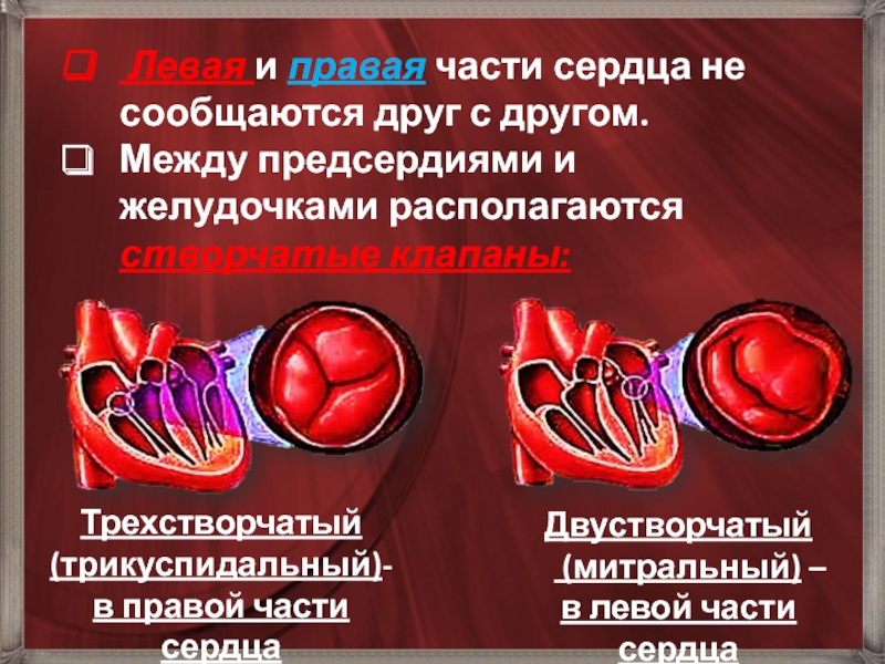 Какая кровь содержится в левой части сердца. Левая часть Сержа с правой чатью Серда сообщаются. Что содержится в левой части сердца. Что в сердце сообщается между собой. Левая часть сердечка.