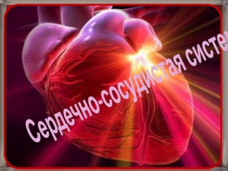 Сердечно-сосудистая система