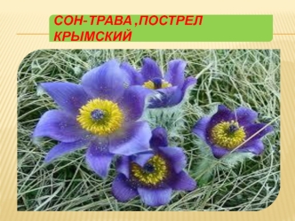 Первоцветы Крыма