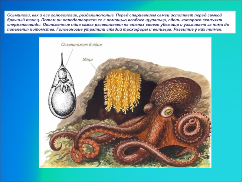 Половая головоногих. Оплодотворение у головоногих моллюсков. Головоногие моллюски Тип размножения. Моллюски половая система. Размножение система головоногих.