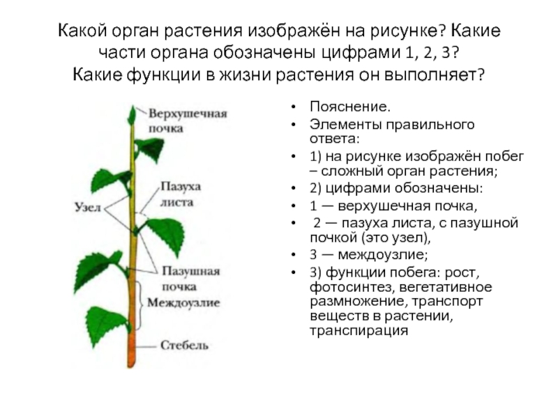 Основные функции органов растения. Какой орган растения изображен на рисунке. Орган это часть растения которая. Функции частей растений. Функции органов растений.
