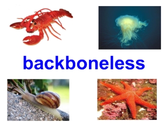 backboneless