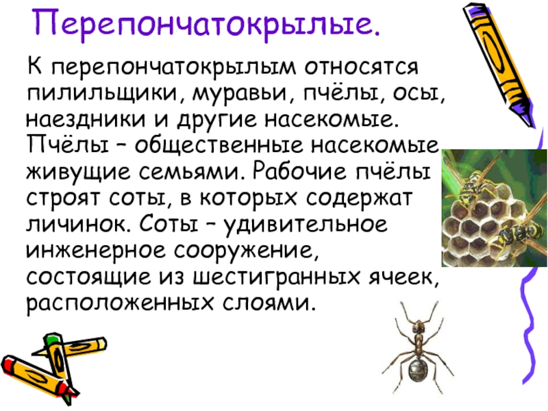 К насекомым относятся. Перепончатокрылые насекомые презентация. К перепончатокрылым относятся. Перепончатокрылые презентация. Перепончатокрылые насекомые сообщение.