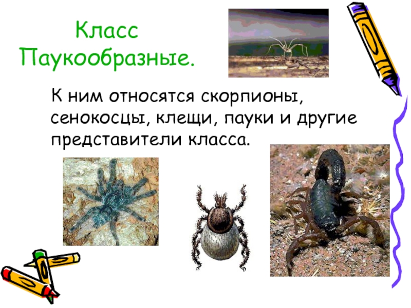 Клещ это паукообразное. Пауки клещи Скорпионы сенокосцы. Паук Скорпион сенокосец это. Представители клещей сенокосцев. Характеристика сенокосцы.Скорпионы.пауки.клещи.