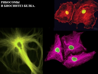 Рибосомы и биосинтез белка