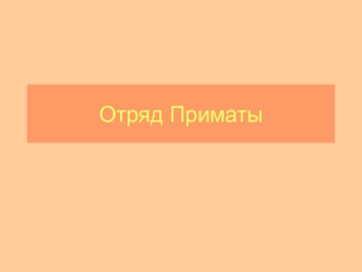 Отряд приматы