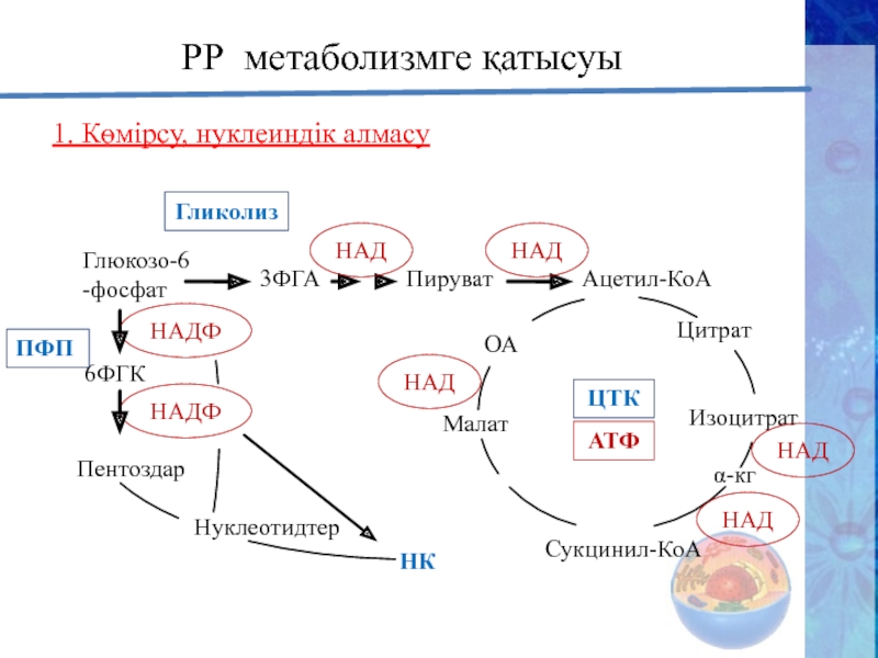 Пируват в ацетил