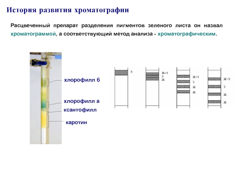 Разделение пигментов из экстракта листьев какой