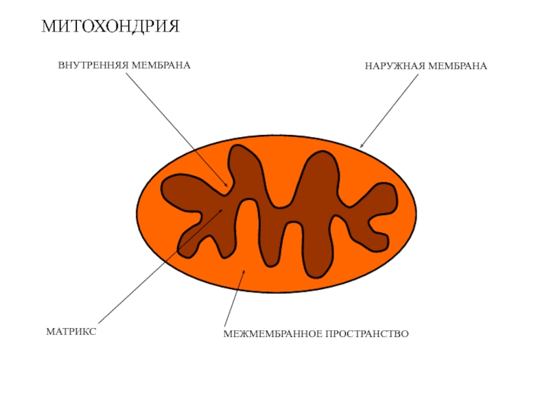 Соотнесите объекты с их обозначениями на рисунке наружная мембрана