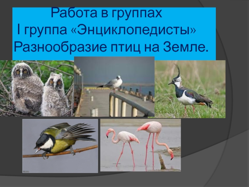 Разнообразие птиц презентация. Многообразие птиц. Разнообразие птиц проект. Презентация на тему разнообразие птиц. Разнообразие птиц 2 класс окружающий мир.
