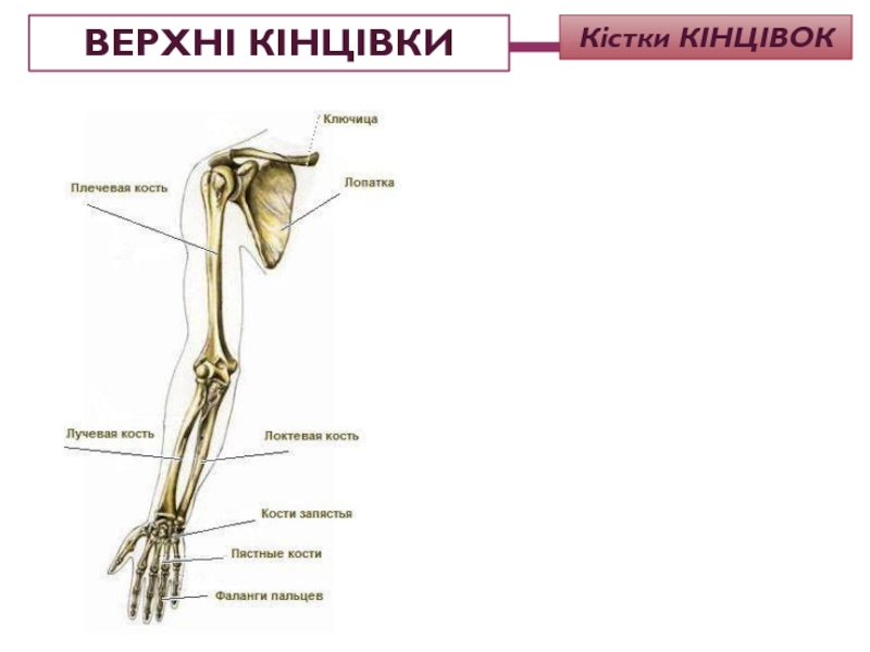 5 кость пояса верхних конечностей