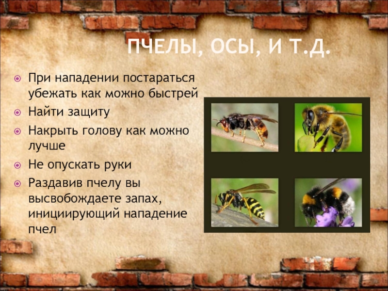 При нападении пчел. Пчелы охрана труда. Атака пчел в игре. Язык запахов пчёл.