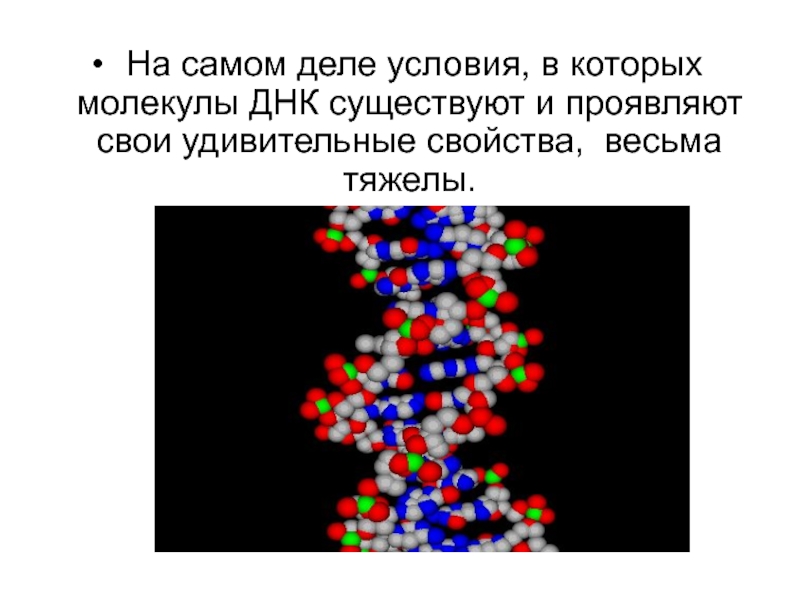 Проявить существующий. Свойства молекулы ДНК. ДНК ели.