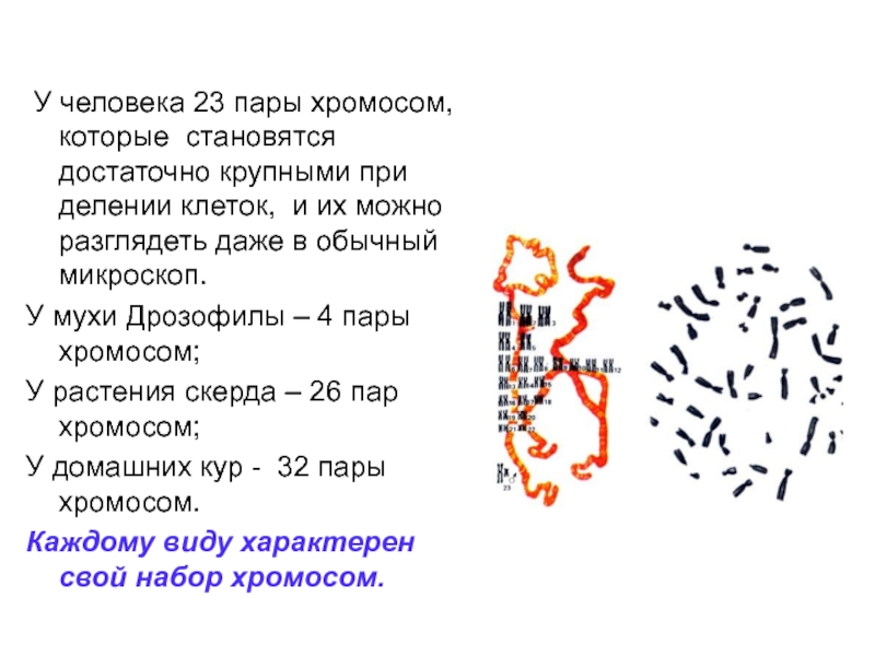 Пар хромосом. Пар хромосом у человека. 23 Пар хромосом. Сколько пар хромосом у человека. 23 Хромосомы у человека.