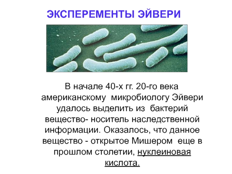 Бактерии какое вещество. Носители наследственной информации у бактерий. Наследственная информация в клетках бактерий содержится. Наследственное вещество у бактерий. Наследственное вещество у бактерий функции.