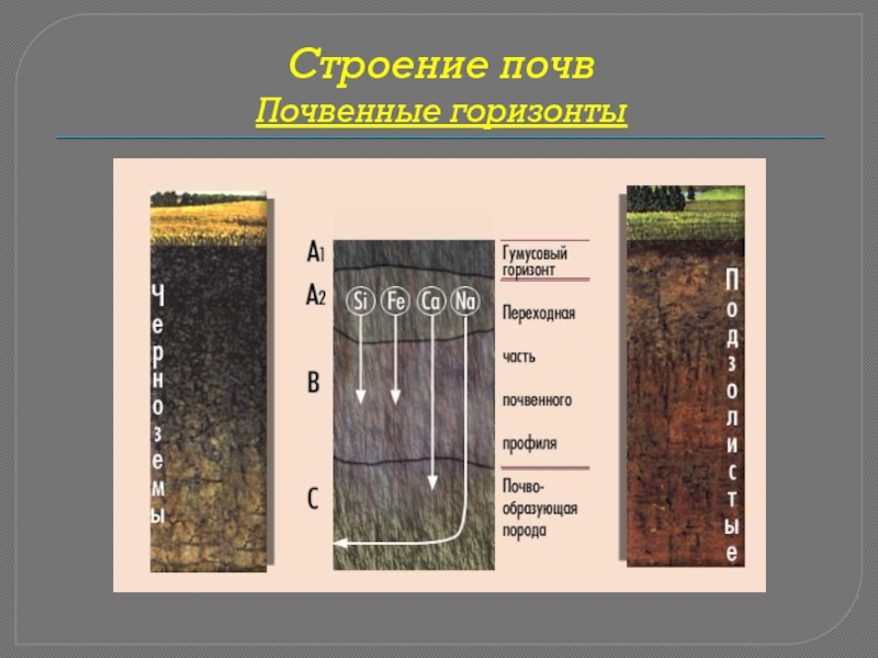 Установите последовательность образования почвы. Исследование мощности почвенных горизонтов почвенного профиля. Строение почвенного профиля почвенные горизонты. Состав почвы. Структура почвы почвенные горизонты.