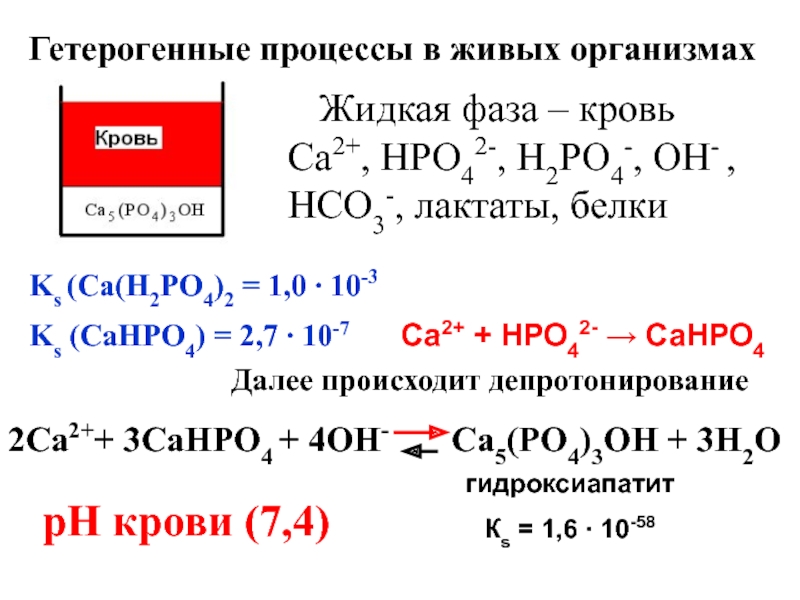 Процессы в растворах. Гетерогенные процессы в живом организме. Стадии гетерогенного процесса образование осадка. Гетерогенные растворы. Са3(ро4)2 в организме.