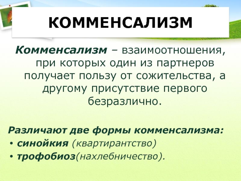 Отношения комменсализма. Комменсализм микроорганизмов примеры. Комменсализм синойкия. Формы комменсализма. Комменсализм примеры.