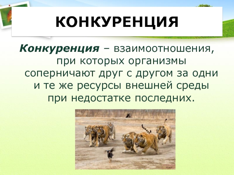 Конкурирующие отношения. Конкурентные отношения. Конкурентные взаимоотношения. Конкуренция примеры взаимоотношений. Конкурентные взаимоотношения таблица.