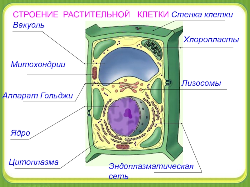 Рисунок растительной клетки с обозначениями 6. Строение клетки растения рисунок. Клеточное строение организмов строение растительной клетки. Структура клетки растения рисунок. Структура растительной клетки рисунок.