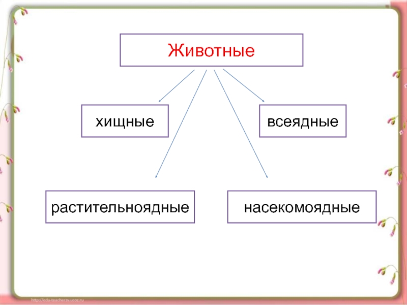 Животные схема 2 класс. Всеядные Насекомоядные. Виды животных хищники травоядные или всеядные. Хищники растительноядные всеядные животные. Примеры растительноядных насекомоядных хищных и всеядных животных.