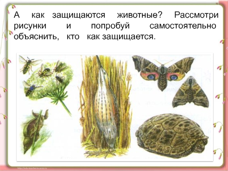 Красная книга презентация окружающий мир 2 класс плешаков школа россии