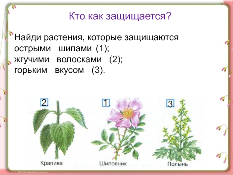 Презентация растения 3 класс плешаков. Как защищаются растения. Способы защиты растений. Растения которые защищаются от врагов. Как можно защитить растения.