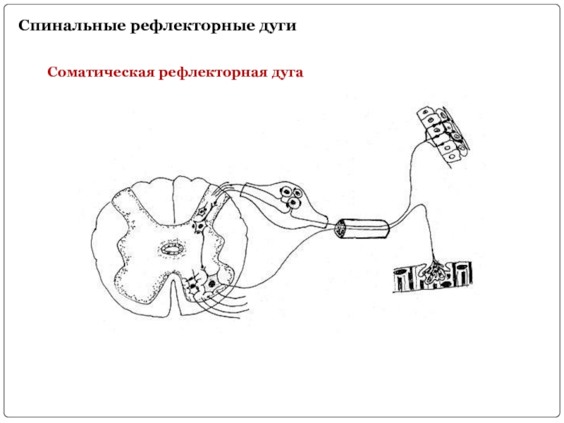 Соматическая рефлекторная дуга схема