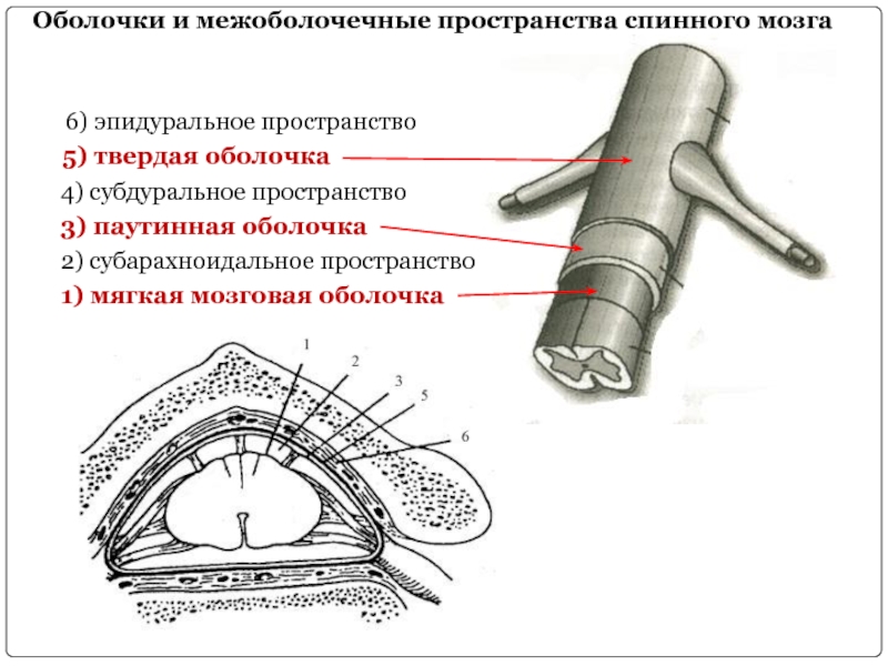 Оболочки и межоболочечные пространства спинного мозга. Оболочки и МЕЖОБОЛОЧЕЧНЫЕ пространства головного и спинного мозга. Оболочки и МЕЖОБОЛОЧЕЧНЫЕ пространства головного мозга схема. Спинной мозг оболочки спинного мозга и МЕЖОБОЛОЧЕЧНЫЕ пространства.