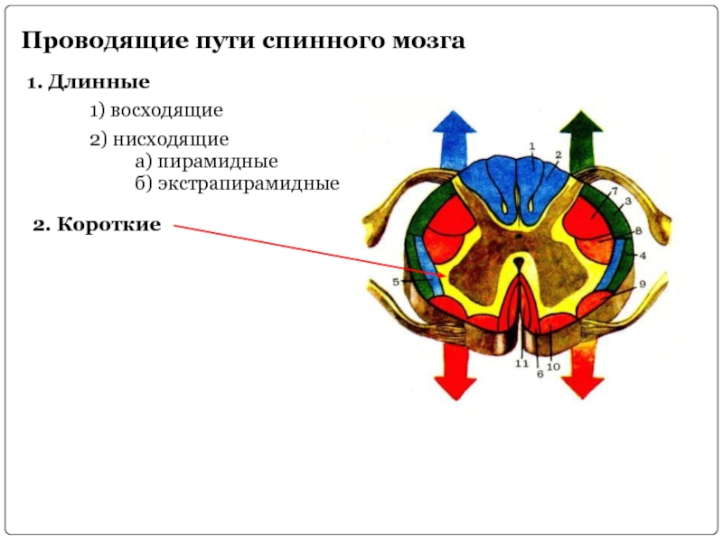 Проводящие пути спинного мозга схема восходящий и нисходящий