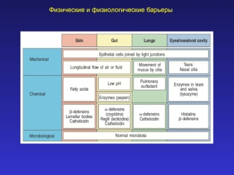 Физические и физиологические барьеры (иммунология, лекция 2)