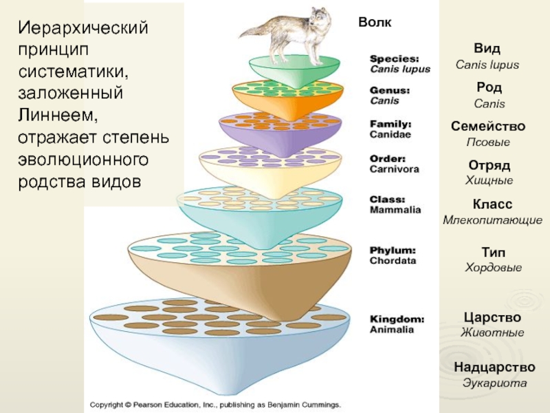 Систематическая группа живых организмов. Иерархия биологической систематики.