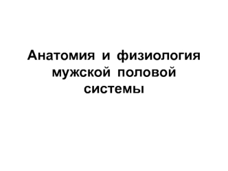 Анатомия и физиология мужской половой системы