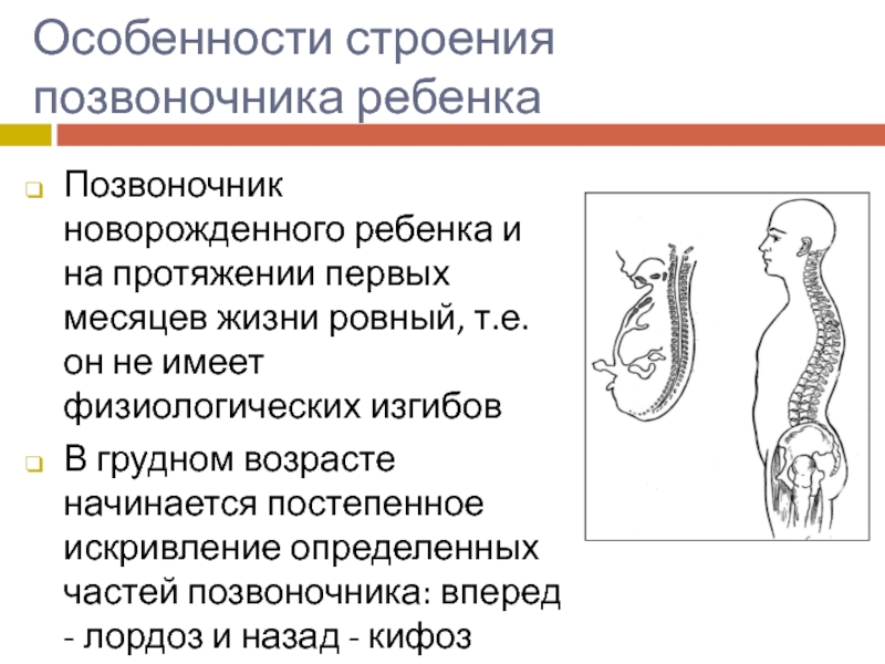 Особенности позвоночных. Особенности строения позвоночника. Особенности позвоночника новорожденного. Физиологические изгибы позвоночника у новорожденного. Возрастные особенности позвоночника.