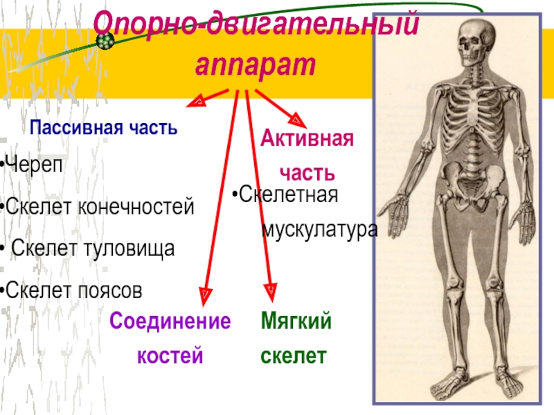 Строение опорно двигательной. Опорно двигательная система основные части скелета. Схема функции опорно двигательной системы. Функции активной и пассивной части опорно двигательного аппарата. Скелет пассивная часть опорно двигательного аппарата.