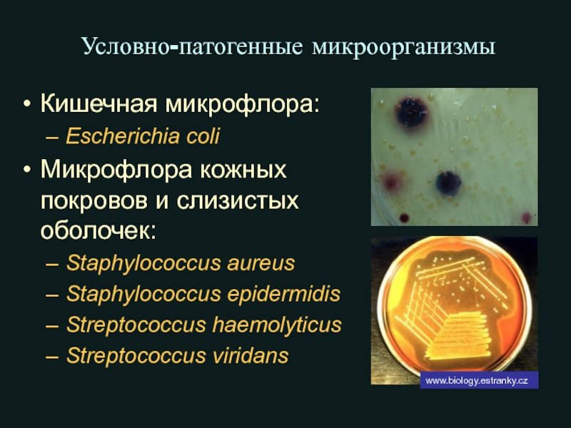 Условно патогенная микрофлора это. Условно патогенные стафилококки. Условно-патогенные микроорганизмы. Патогенные и условно патогенные микроорганизмы. Условно патогенные бактерии.