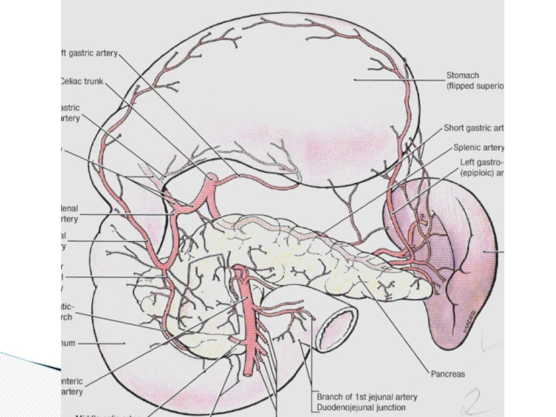 Поджелудочная и селезенка одно и тоже. Синтопия поджелудочной железы. Синтопия поджелудочной железы анатомия. Поджелудочная железа анатомия топография. Топография поджелудочной железы схема.