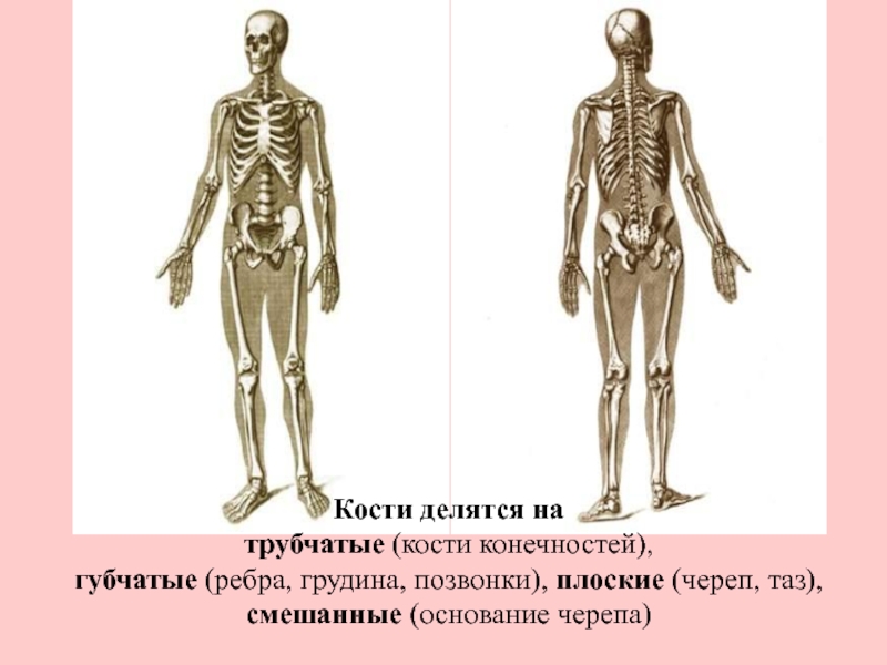 Трубчатые кости конечности. Кости конечностей губчатые. Кости делятся на. Трубчатые губчатые Грудина позвонки. Трубчатые губчатые плоские кости.