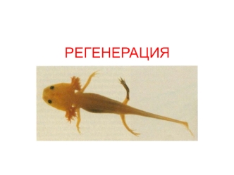 РЕГЕНЕРАЦИЯ