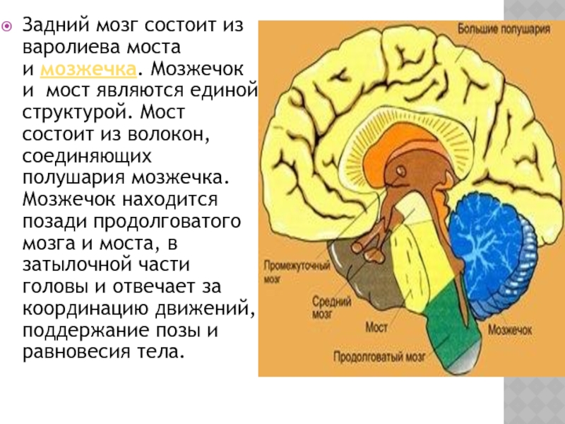 Из каких веществ состоит мозг. Задний мозг мост и мозжечок. Задний мозг состоит из. Задний мозг состоит из варооиев.