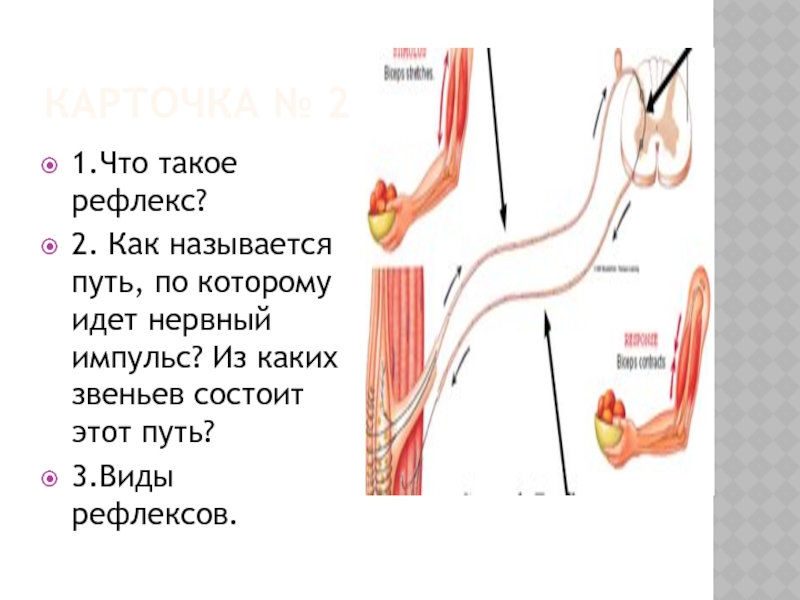 Как называется путь. Рефлекс это. Реалекс. Путь по которому идет нервный Импульс. Как называется путь рефлекса.