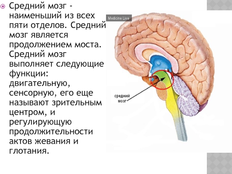 Зоны среднего мозга