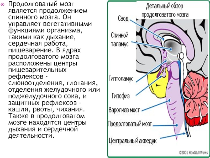 Отдел мозга содержащий центр кашлевого рефлекса. Центры продолговатого мозга. В продолговатом мозге находятся центры. Рефлекторные центры продолговатого мозга. Ядра и центры продолговатого мозга.
